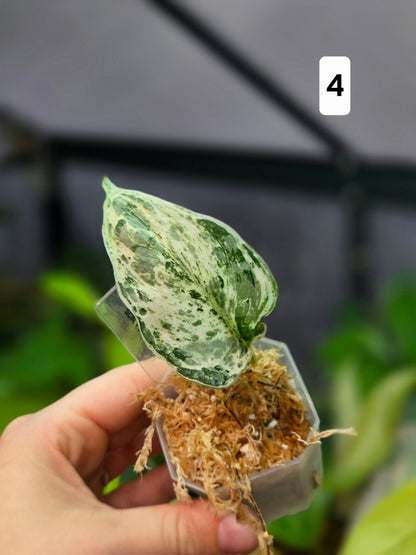 Scindapsus Peasun XS