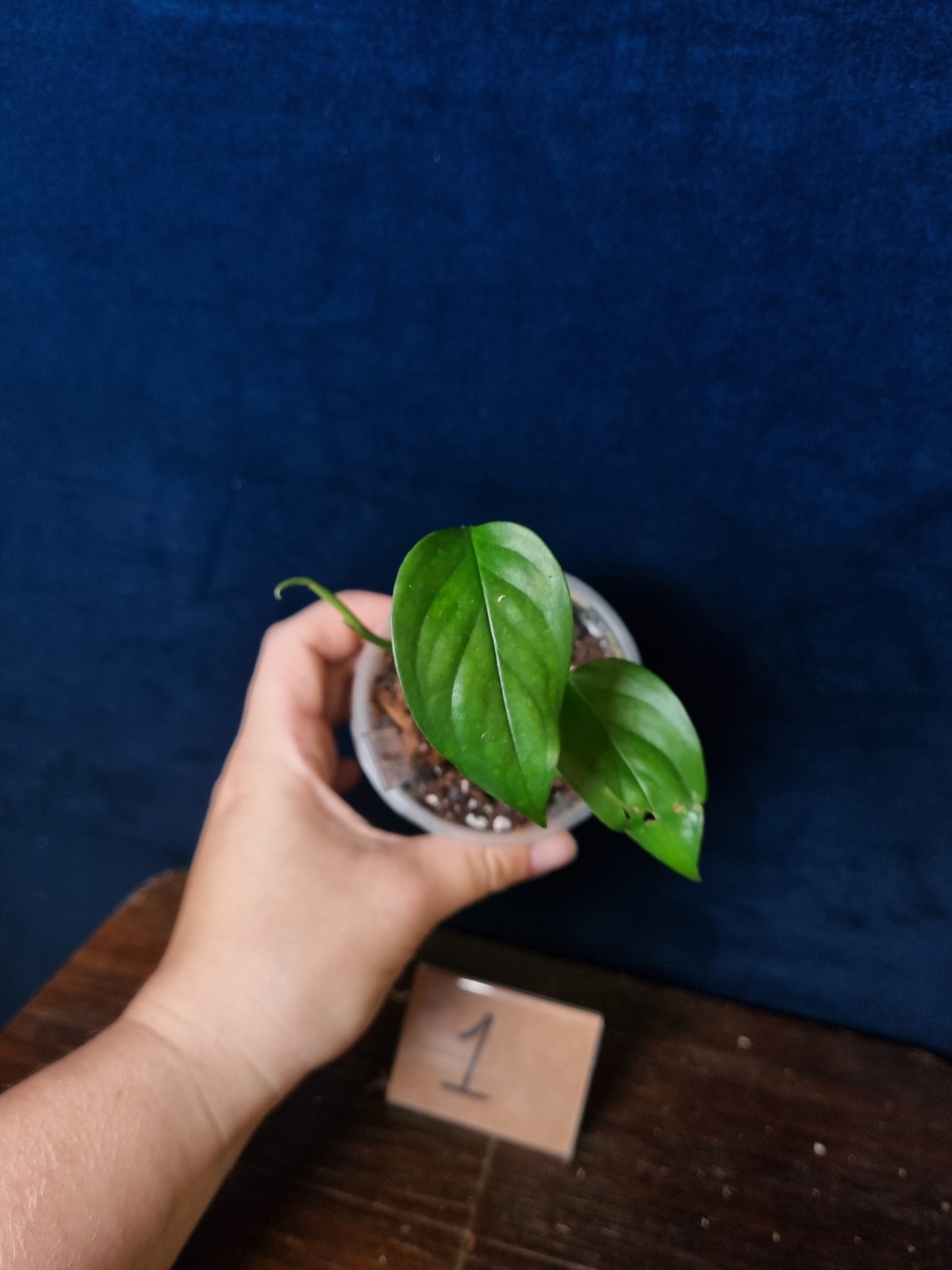 Monstera Obliqua aff.  Filamentous