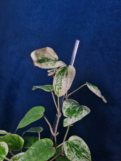 Piper Macropiper Variegata Big
