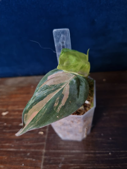 Philodendron Micans Variegata