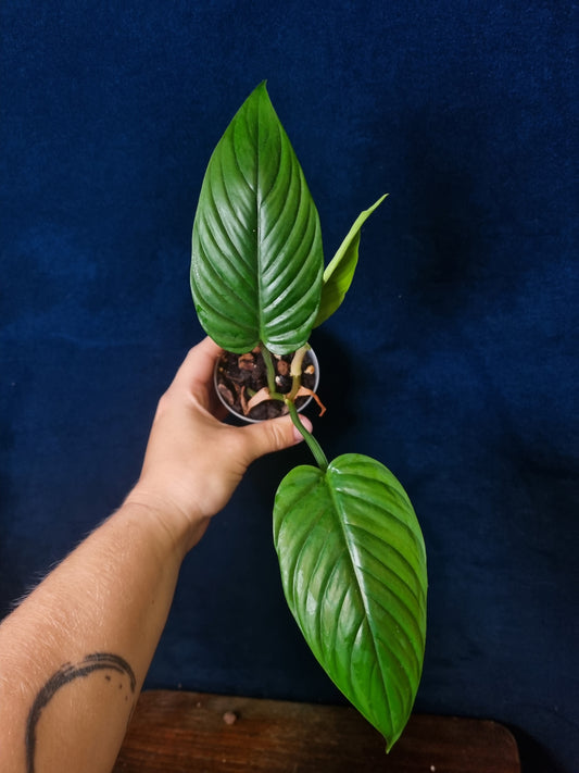 Philodendron Ernestii