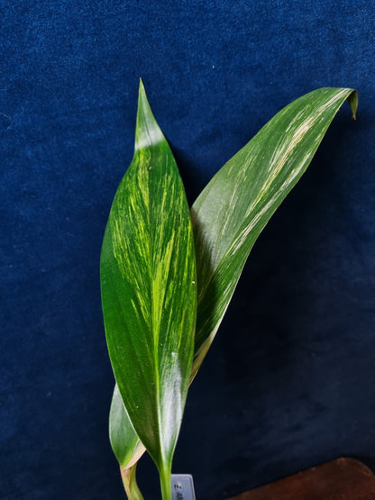 Epipremnum Amplissimum Aurea