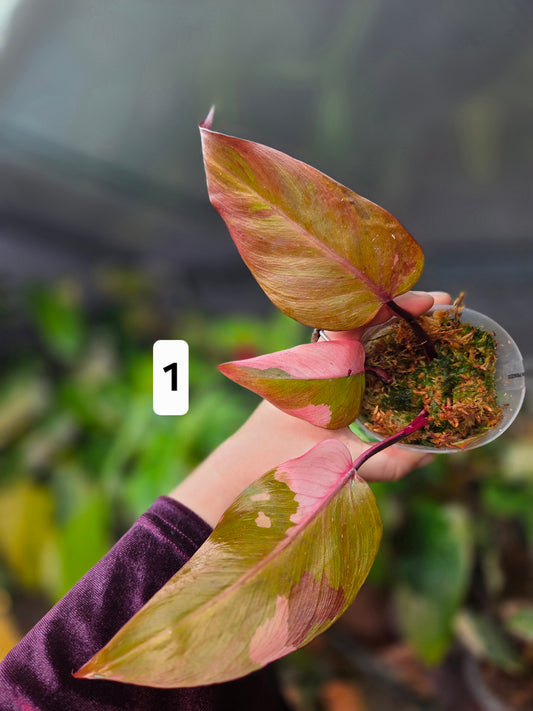 Philodendron Persimmon Princess