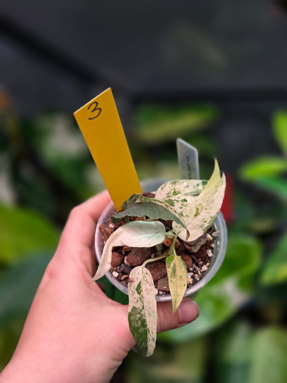 Epipremnum Pinnatum Cebu Blue Variegata