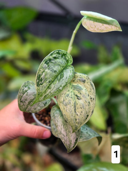 Scindapsus Peasun - Medium