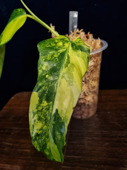 Philodendron Domesticum Variegata