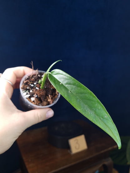 Monstera Obliqua Yasuni