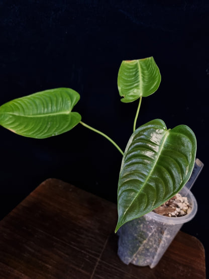 Anthurium Veitchii