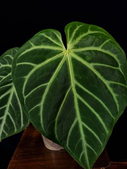 Anthurium Magnificum Silver