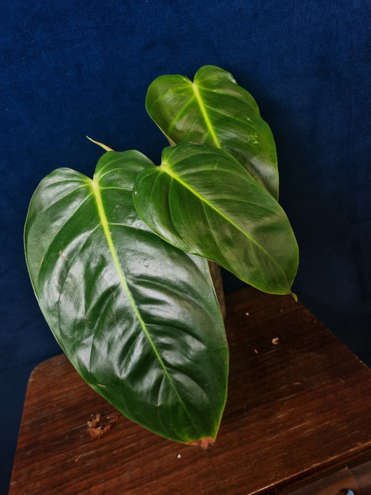 Philodendron Esmeraldense