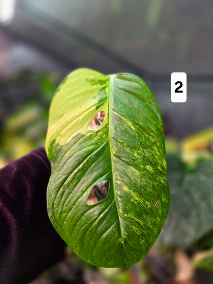 Monstera Obliqua Mayuna Variegata