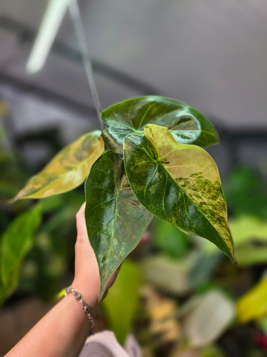 Alocasia Wentii Aurea