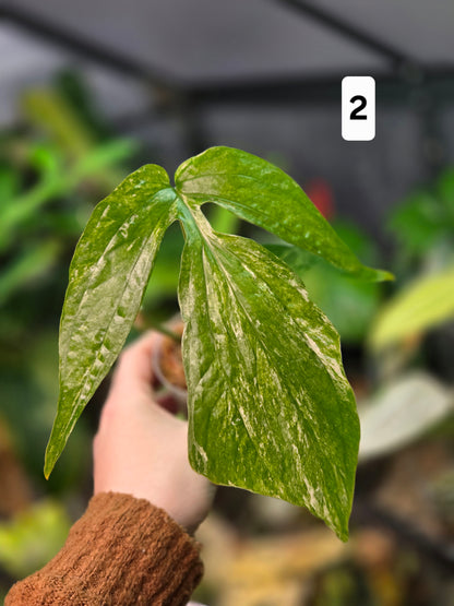 Amydrium Medium Variegata Small