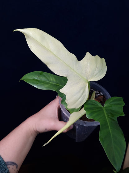 Philodendron Golden Dragon Mint