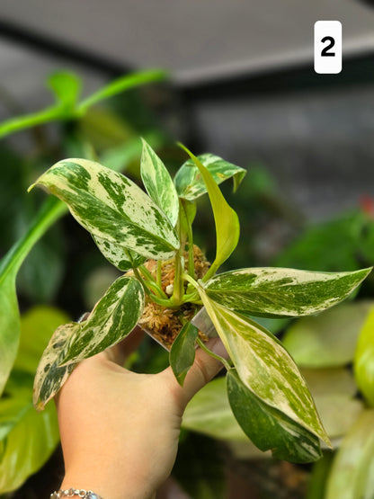Philodendron Emerald Ice