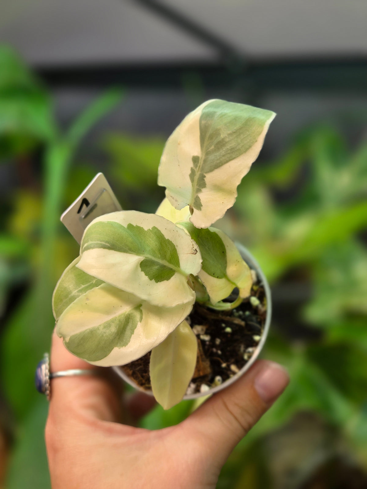 Philodendron Burle Marx White Lava