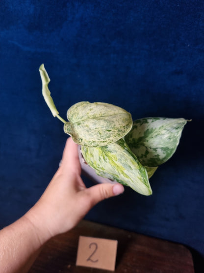 Scindapsus Peasun Medium