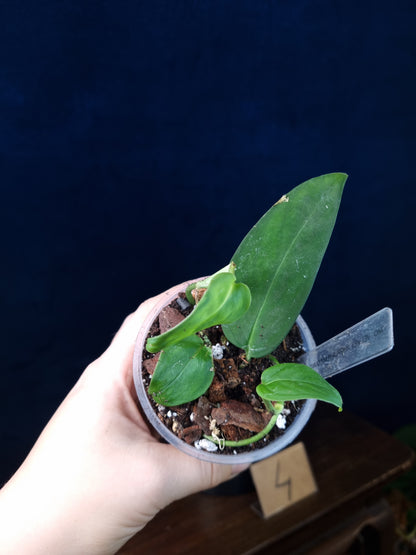 Monstera Sp.Velvet (peru)