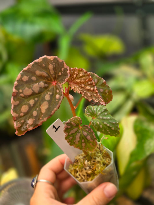 Begonia Negrosensis x Chloristicta