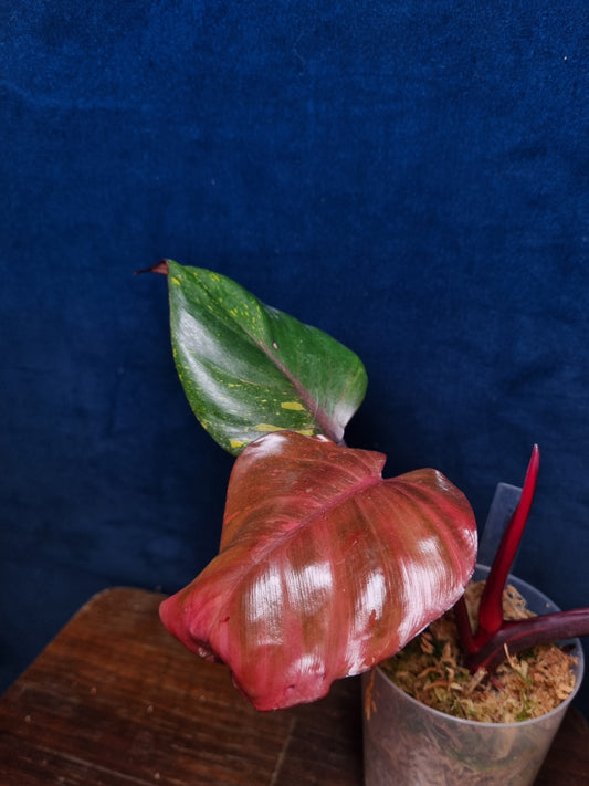 Philodendron Orange Princess