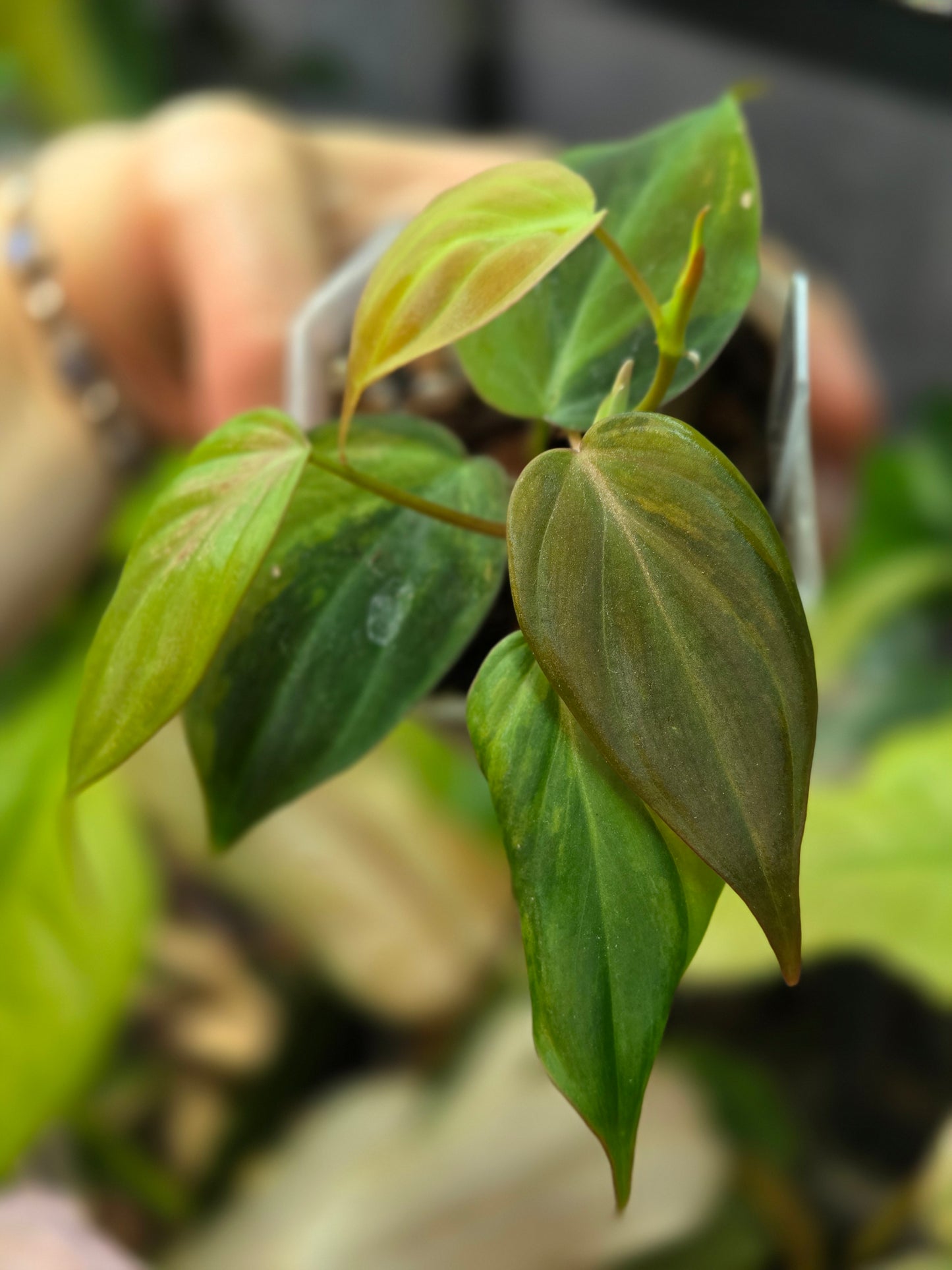 Philodendron Micans GOG Variegata