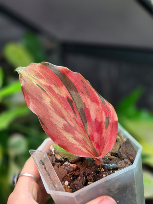 Kaempferia Pulchra Variegata (Pink)
