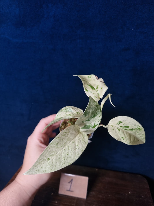 Epipremnum Pinnatum Cebu Blue Variegata