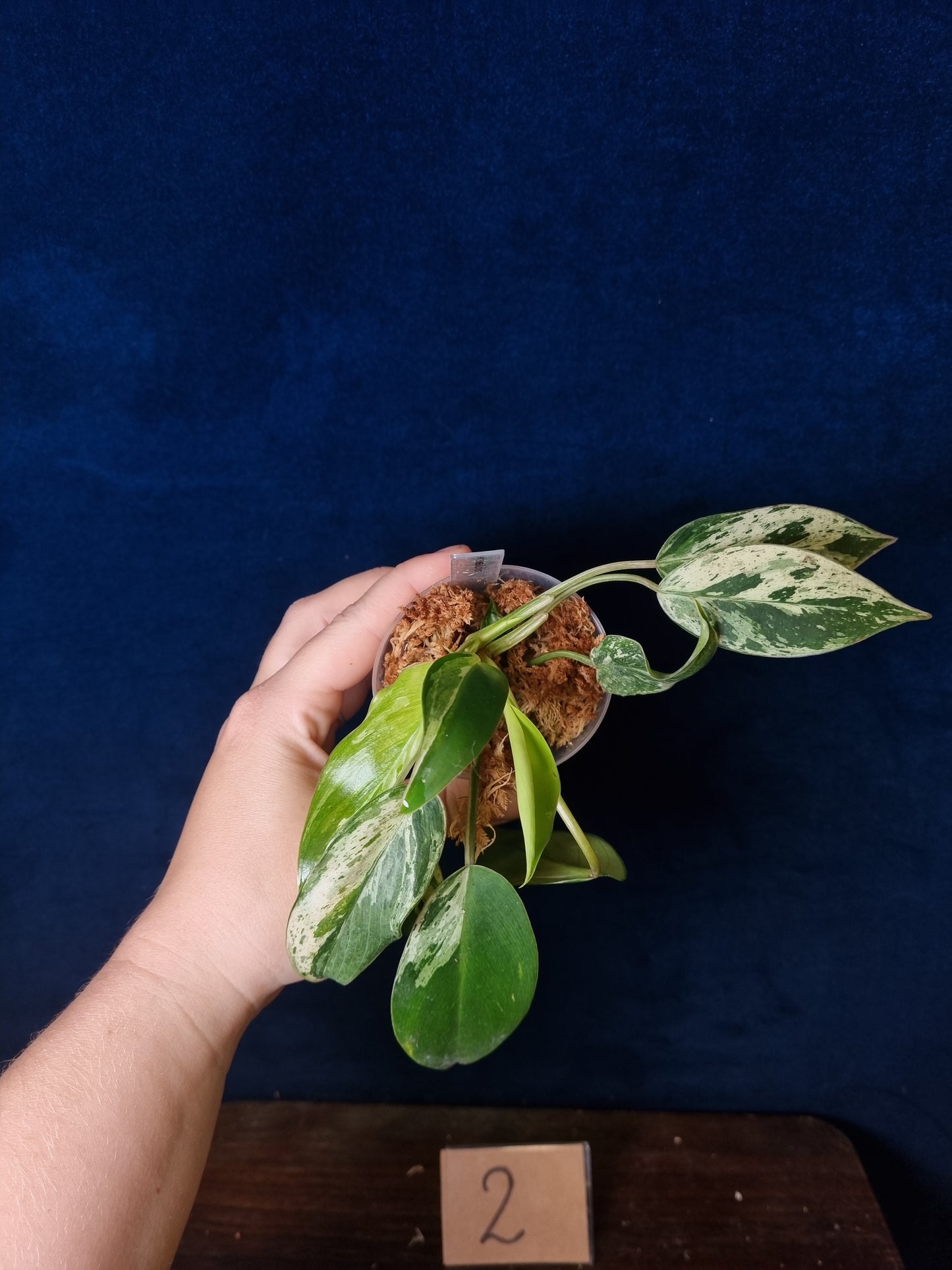 Philodendron Emerald Ice Medium