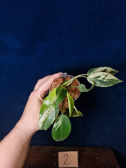 Philodendron Emerald Ice Medium