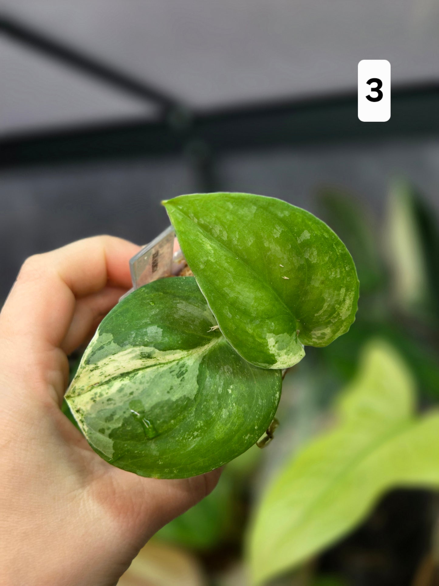 Scindapsus Halimoon Medium