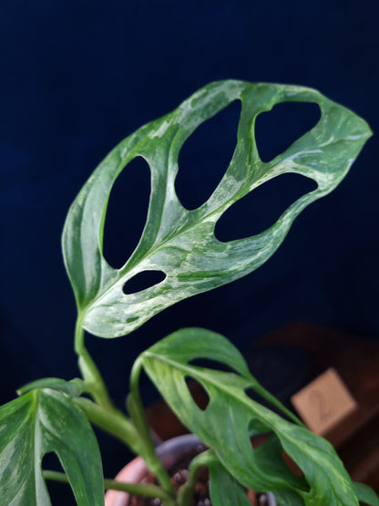 Monstera Adansonii Indonesian Marble