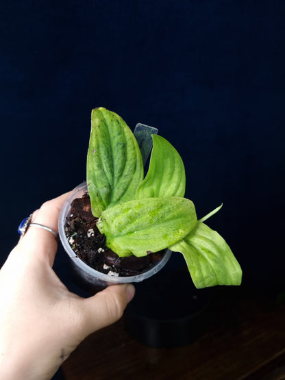 Rhaphidophora Korthalsii Marble Aurea