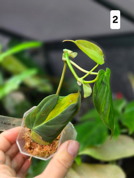Philodendron Micans Variegata
