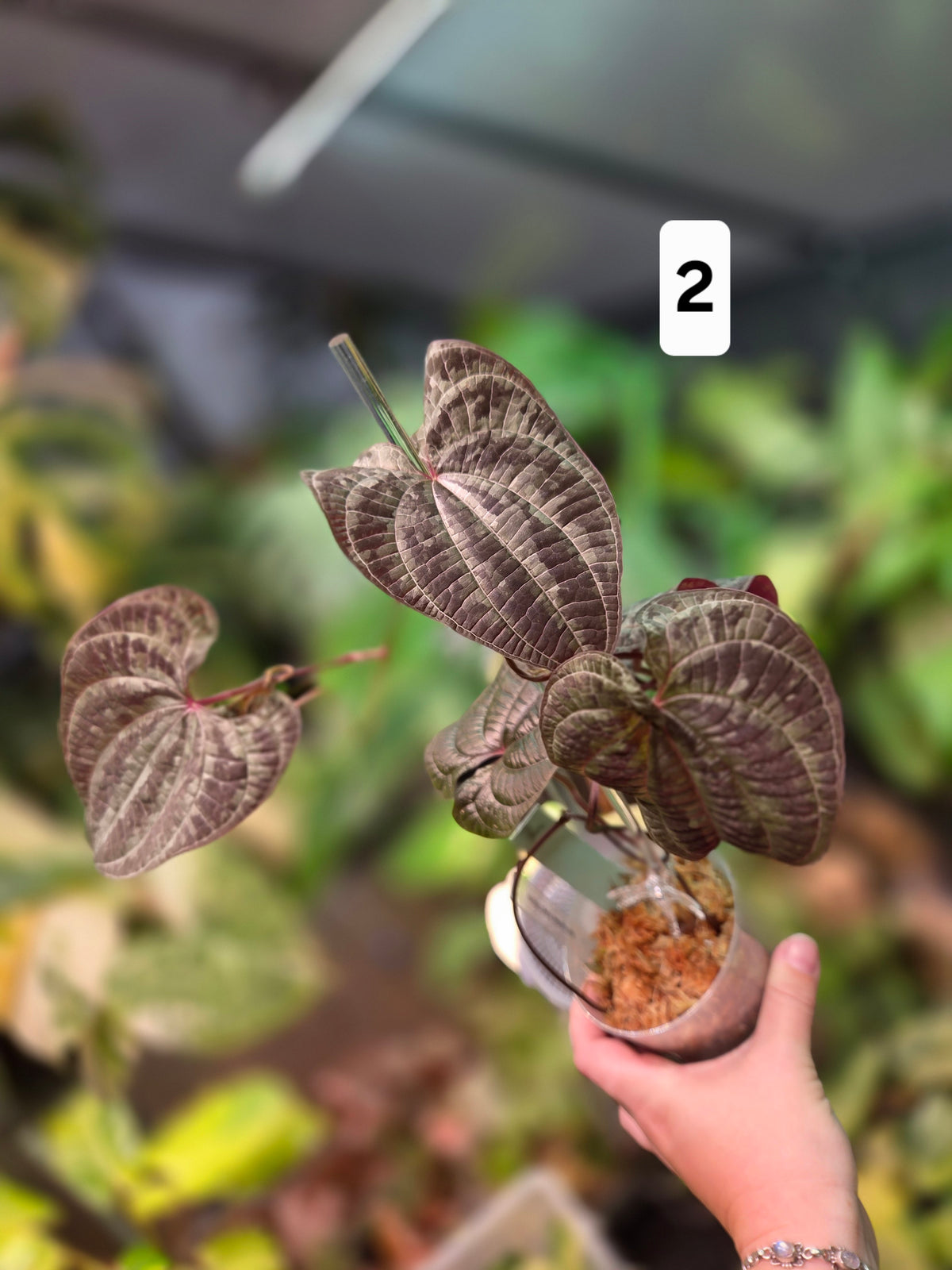 Dioscorea Discolor - Large