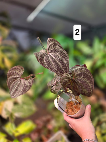 Dioscorea Discolor - Large