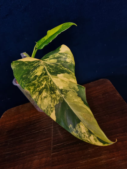 Philodendron Domesticum Variegata