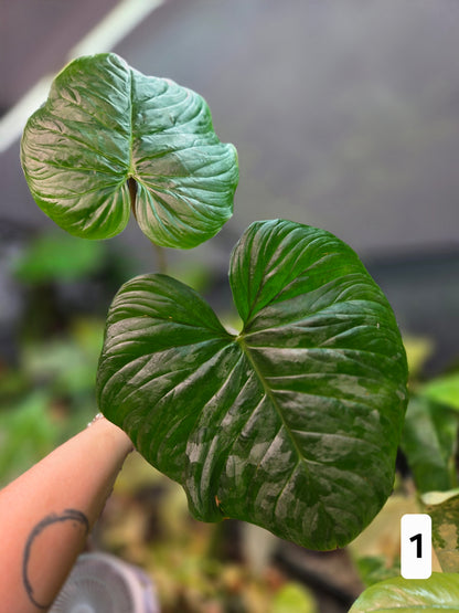 Philodendron Majestic