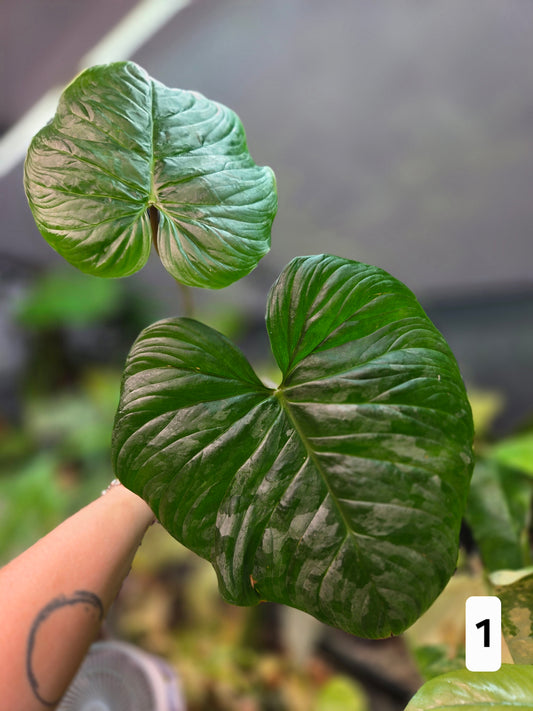Philodendron Majestic
