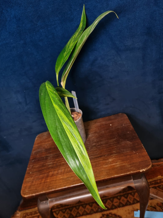 Epipremnum Amplissimum Aurea