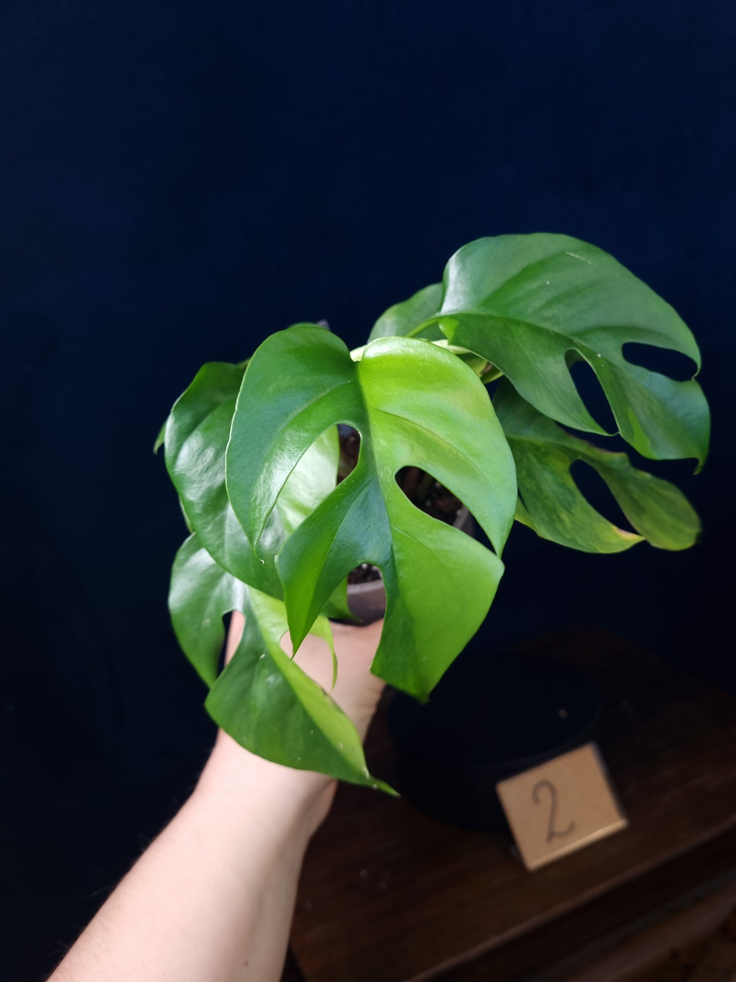 Rhaphidophora Tetrasperma Aurea Medium