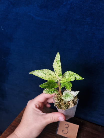 Pellonia Repens Variegata