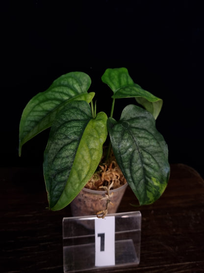 Monstera Siltepecana Aurea