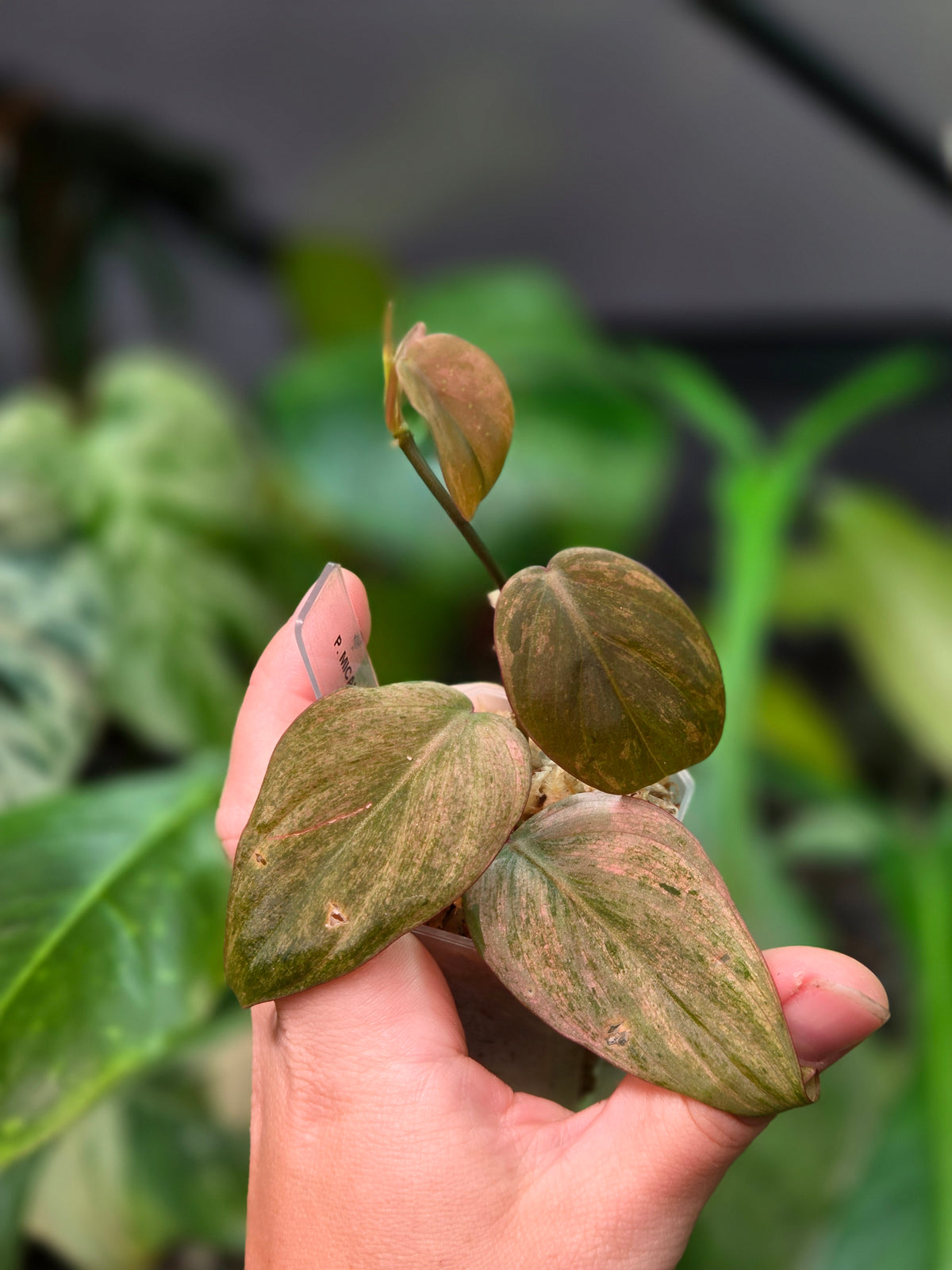 Philodendron Micans Mint
