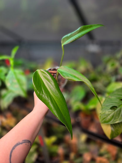 Monstera Burle Marx Flame