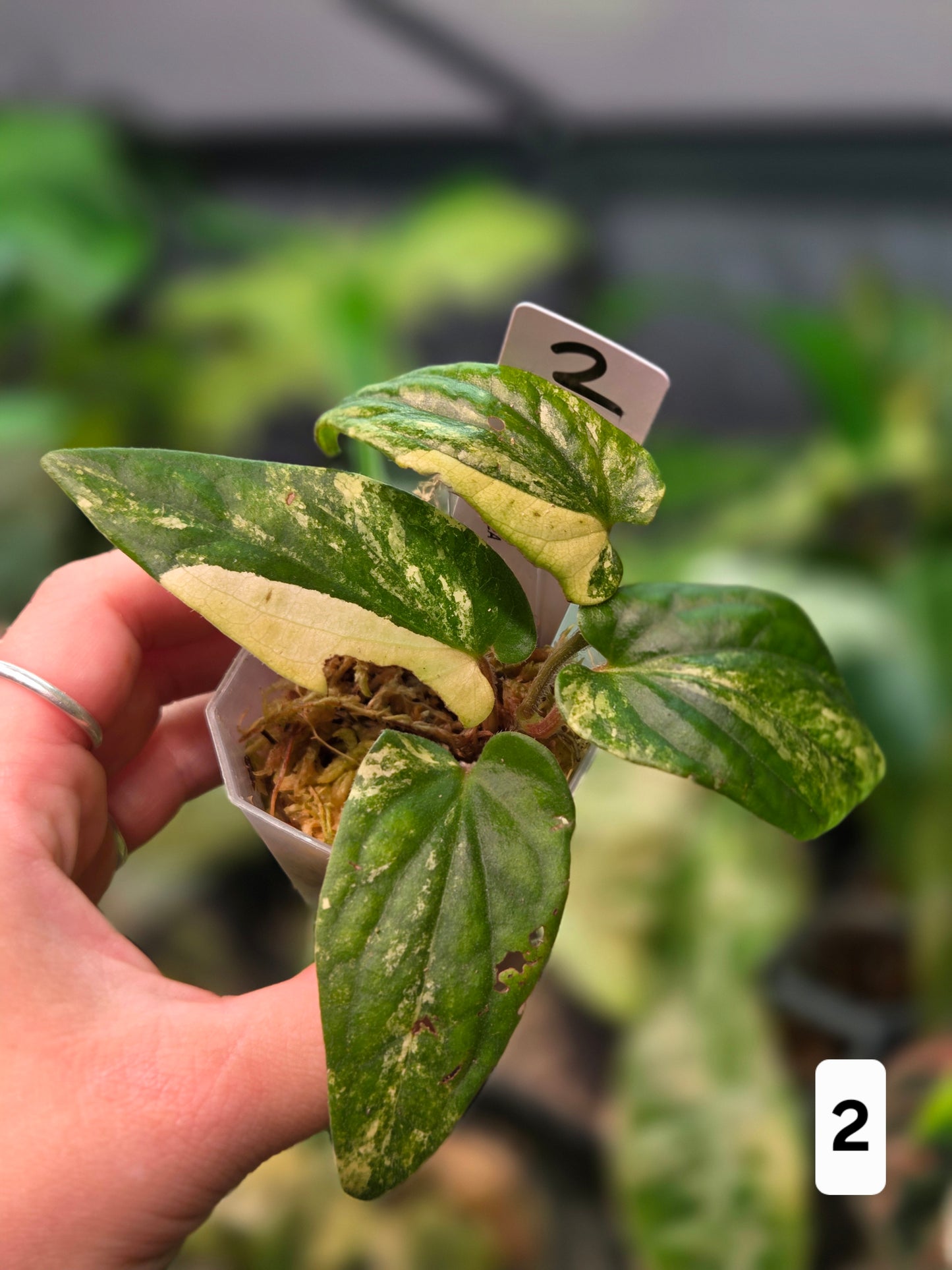 Piper SP. Aurea