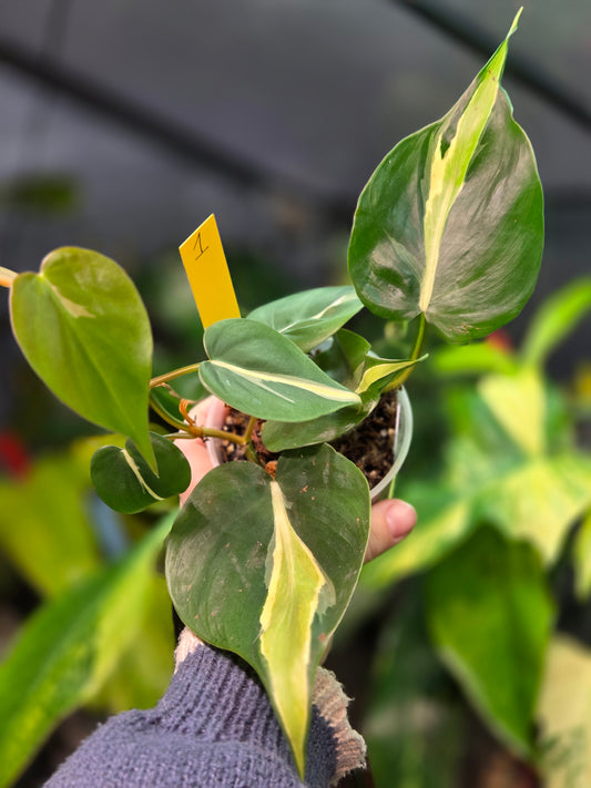 Philodendron Cream Splash Big Leaves
