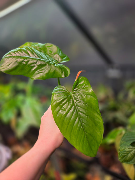 Phildendron Ernestii