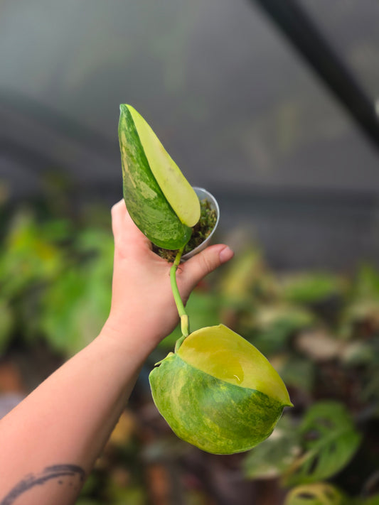 Scindapsus Jade Satin Aurea