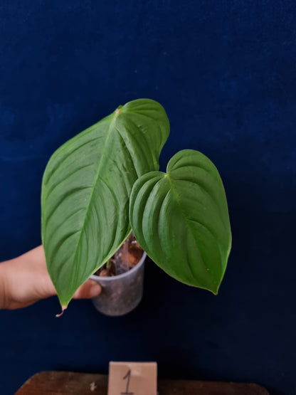 Philodendron Tenue
