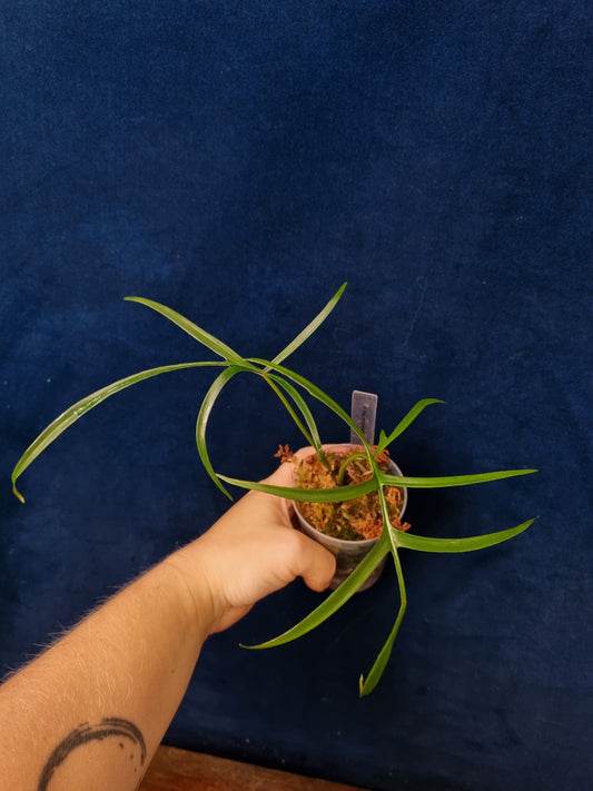 Philodendron Polypodioides